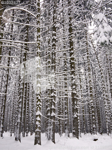 Image of Snowy tree trunks