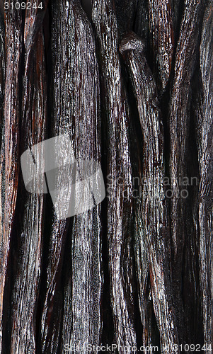 Image of Vanilla pods