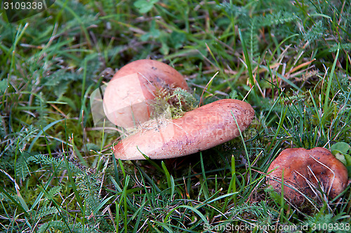 Image of in the meadow mushroom