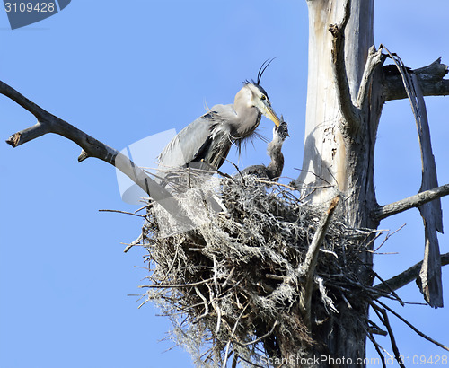 Image of Great Blue Herons