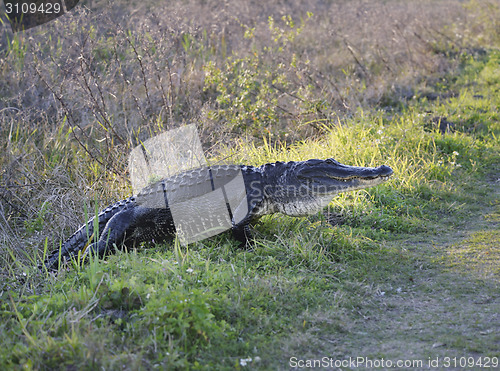 Image of American Alligator