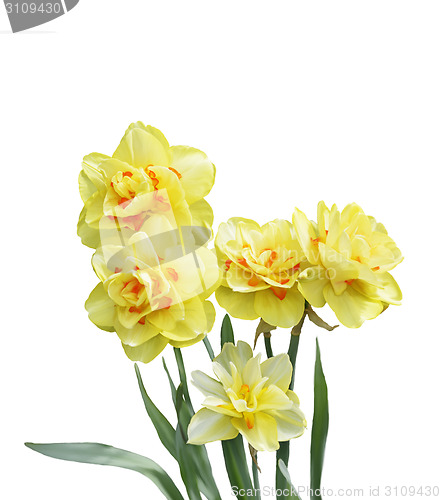 Image of Daffodil Flowers