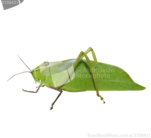 Image of Leaf Bug