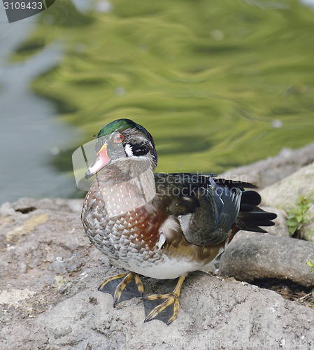 Image of Wood Duck