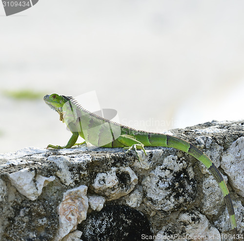 Image of Green Iguana