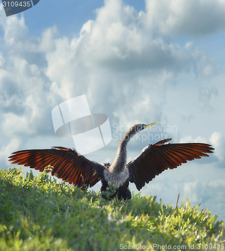 Image of Male American Anhinga (Anhinga anhinga) 