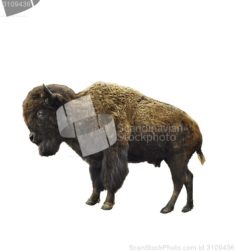 Image of American Bison