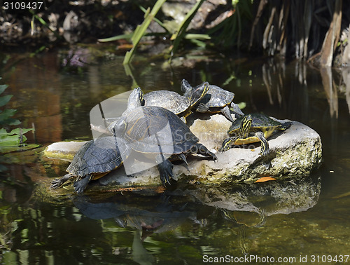 Image of Yellow-bellied Slider Turtles