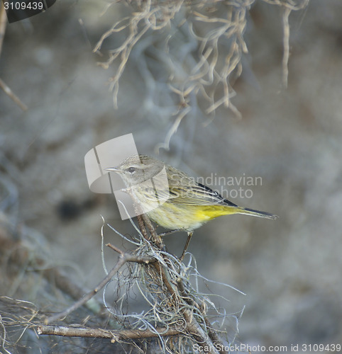 Image of Warbling Vireo