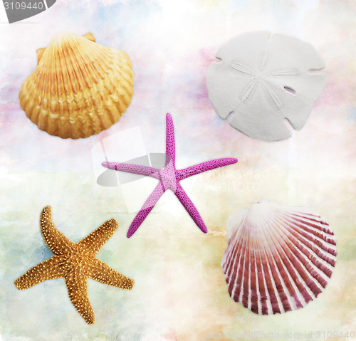 Image of Shells Background