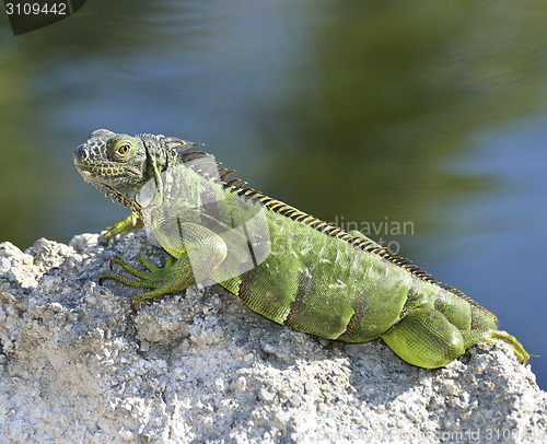 Image of Green Iguana