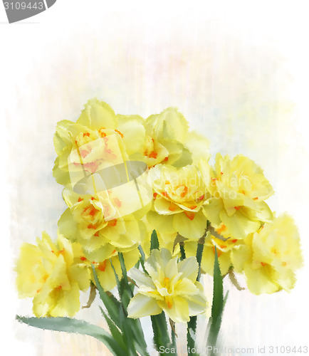 Image of Daffodil Flowers