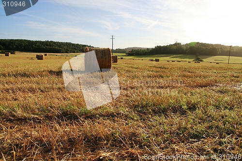 Image of The corn feld