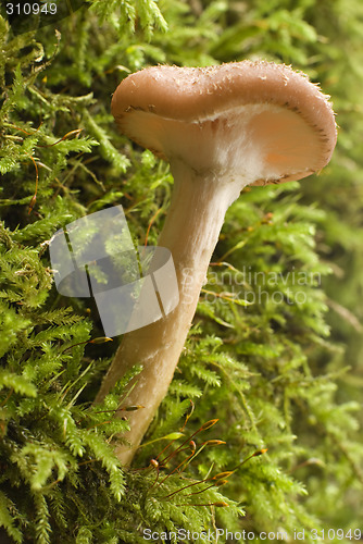 Image of mushroom