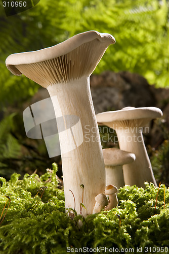 Image of mushroom