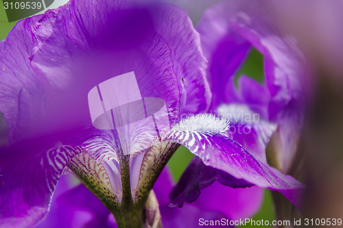 Image of The iris flower closeup