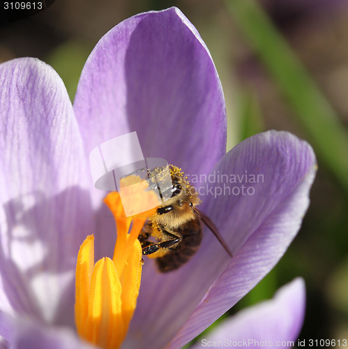 Image of Honey bee