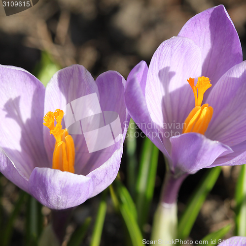 Image of Crocus