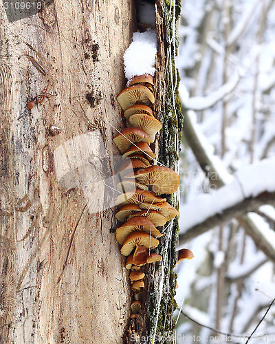 Image of Tree mushrooms
