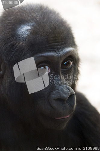 Image of Gorilla