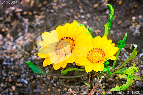 Image of Two yellow flower with green leaves.