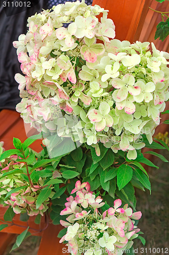 Image of Flowering branch of hydrangeas.