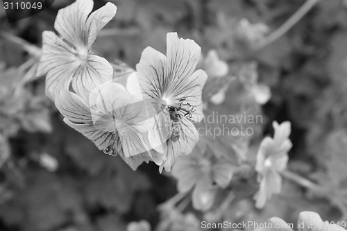 Image of Honeybee taking nectar from a geranium