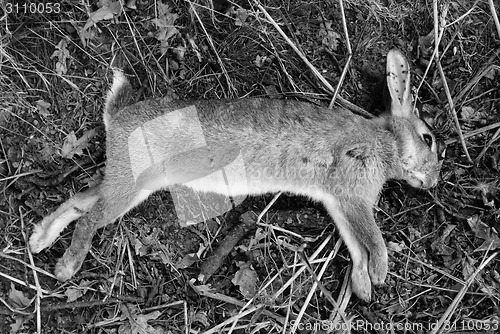 Image of Dead wild rabbit 