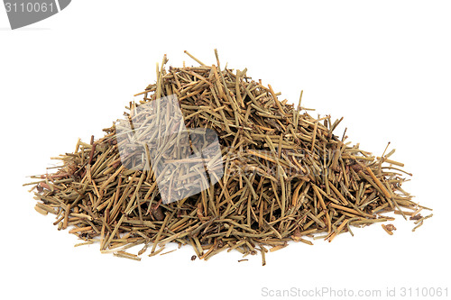 Image of Chinese Ephedra