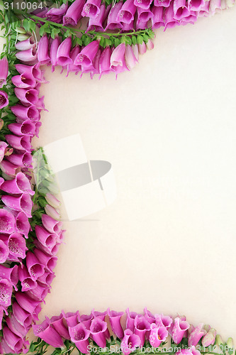 Image of Foxglove Flowers