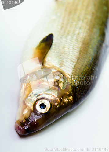 Image of fish on a white background. herring