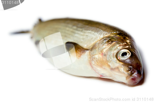 Image of fish on a white background. herring