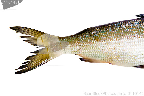 Image of fish on a white background. tail herring