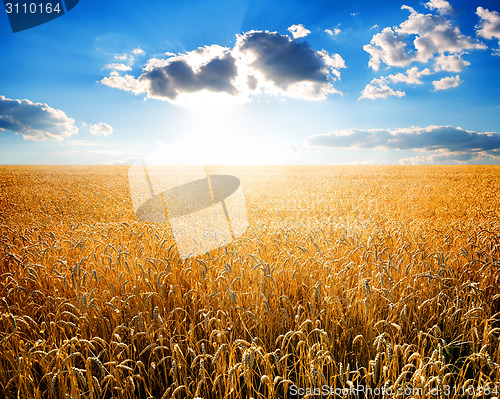 Image of Wheat on field