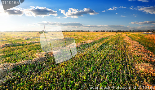 Image of Hay on field