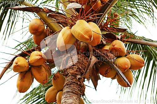 Image of Thai coconuts