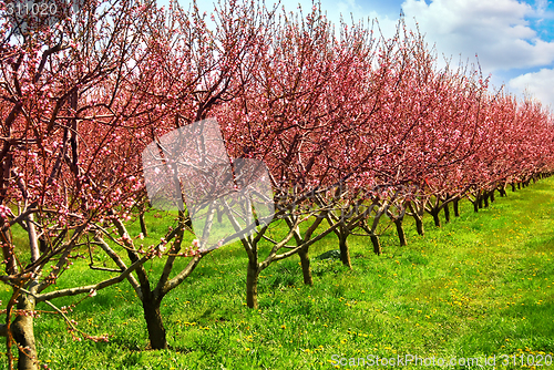 Image of Fruit orchard