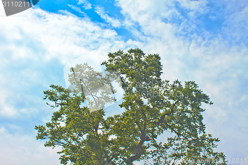 Image of  tree and blue sky background