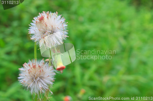 Image of  flower of grass on green background