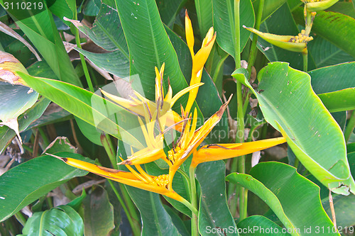 Image of Bird of Paradise flower
