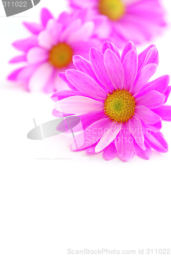 Image of Pink flowers