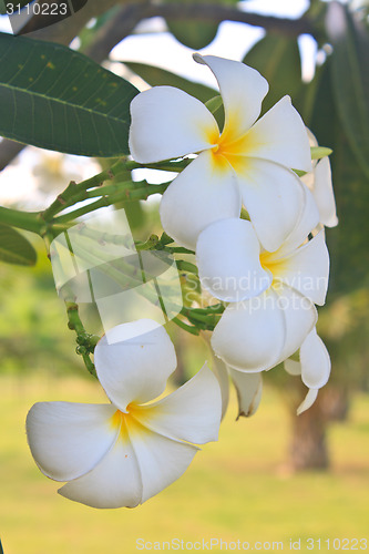 Image of Branch of tropical flowers frangipani 