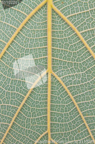 Image of Texture of a green leaf as background 