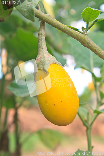 Image of yellow eggplant on tree in garden