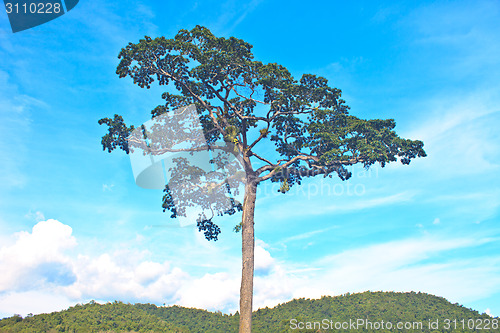 Image of  tree and blue sky background