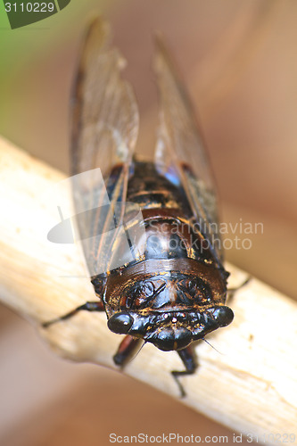 Image of Cicadas in the trees