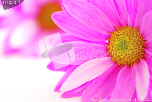 Image of Pink flowers