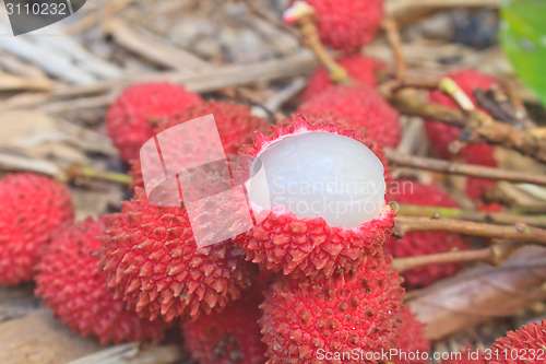 Image of wild fruit from forest, wild lychee