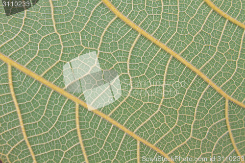 Image of Texture of a green leaf as background 