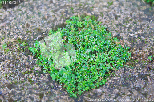 Image of green grass in stone block walk path 